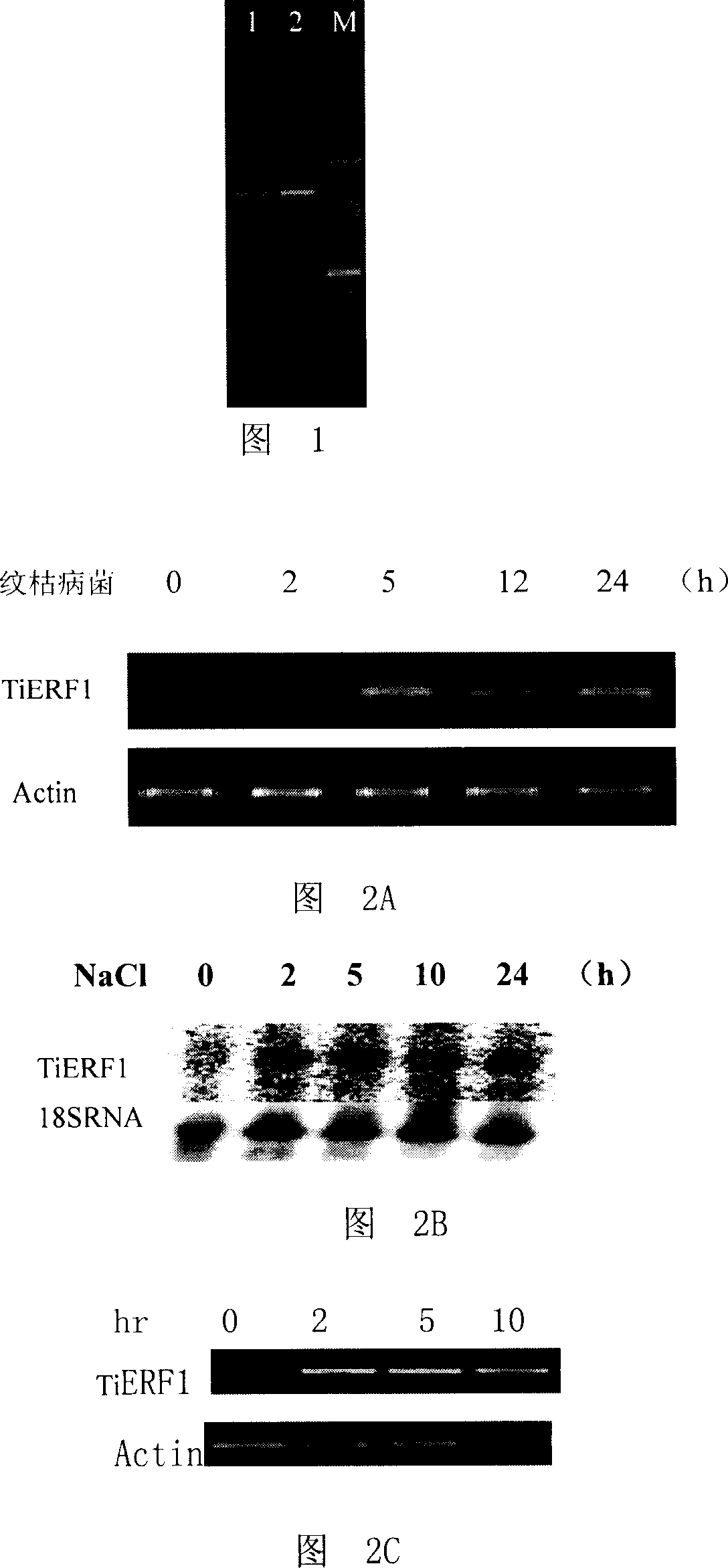 Thinopyrum intermedium ERF-transcription factor and its coding gene and use