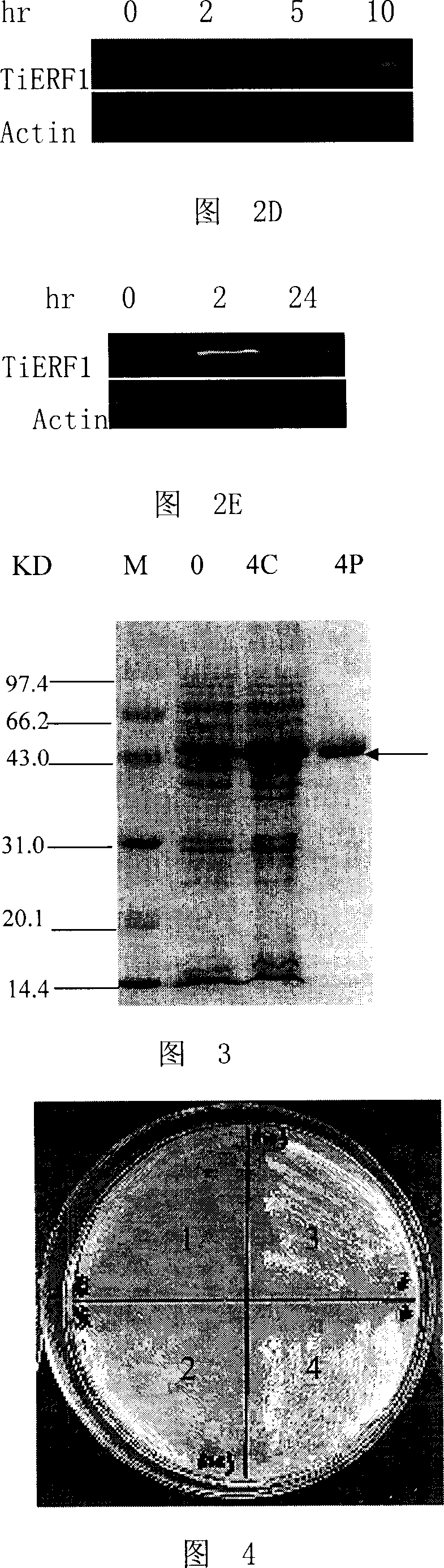 Thinopyrum intermedium ERF-transcription factor and its coding gene and use