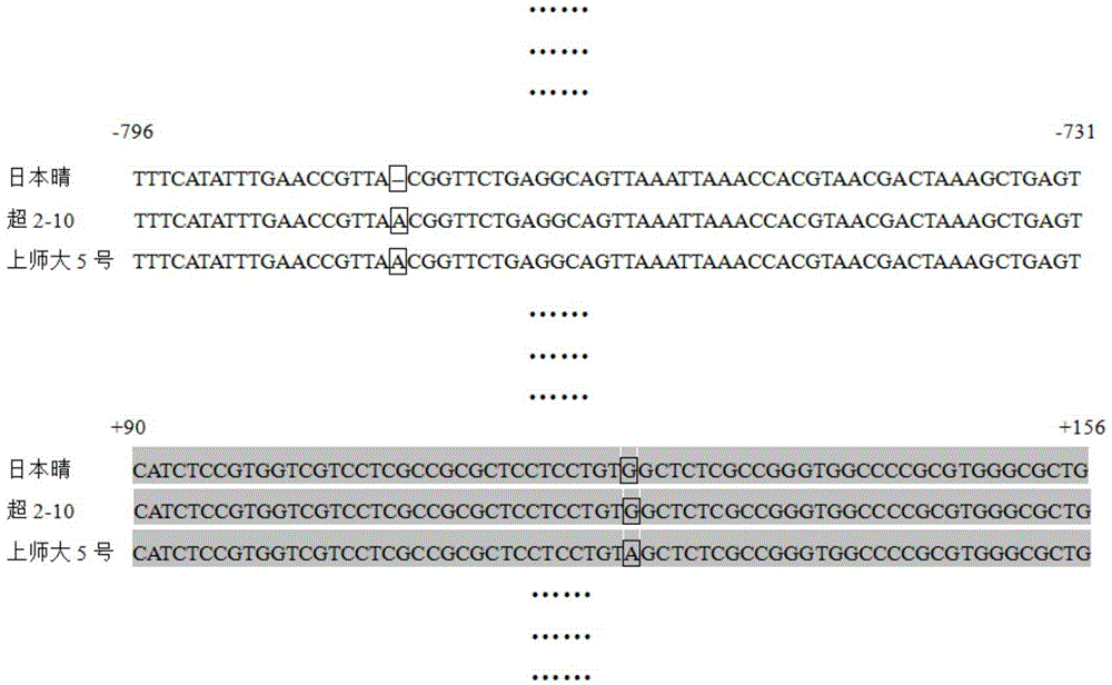Gene sequence and application thereof