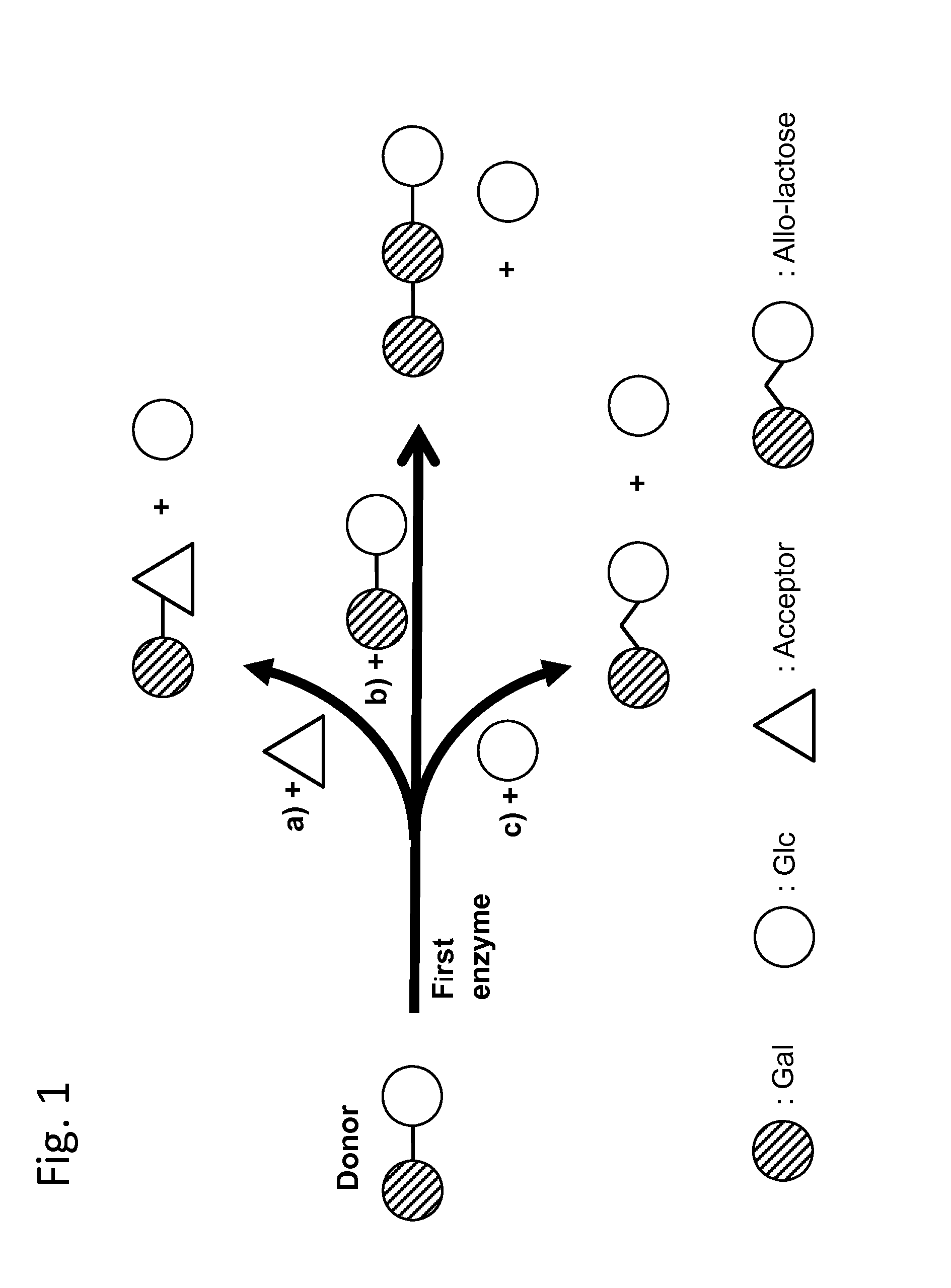 Method of producing a composition containing galacto-oligosacchardies