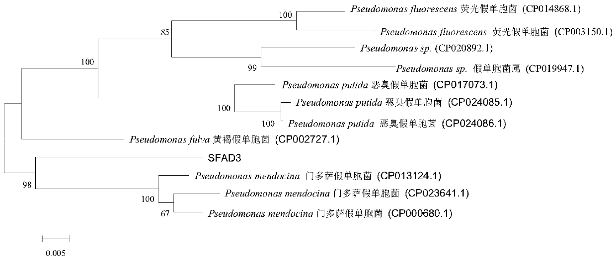 Pseudomonas mendocina capable of effectively degrading atrazine and application of Pseudomonas mendocina