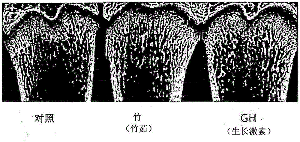 Novel use of a bamboo for promoting bone growth