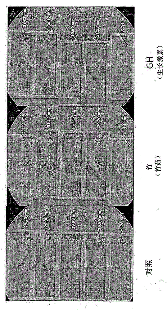 Novel use of a bamboo for promoting bone growth