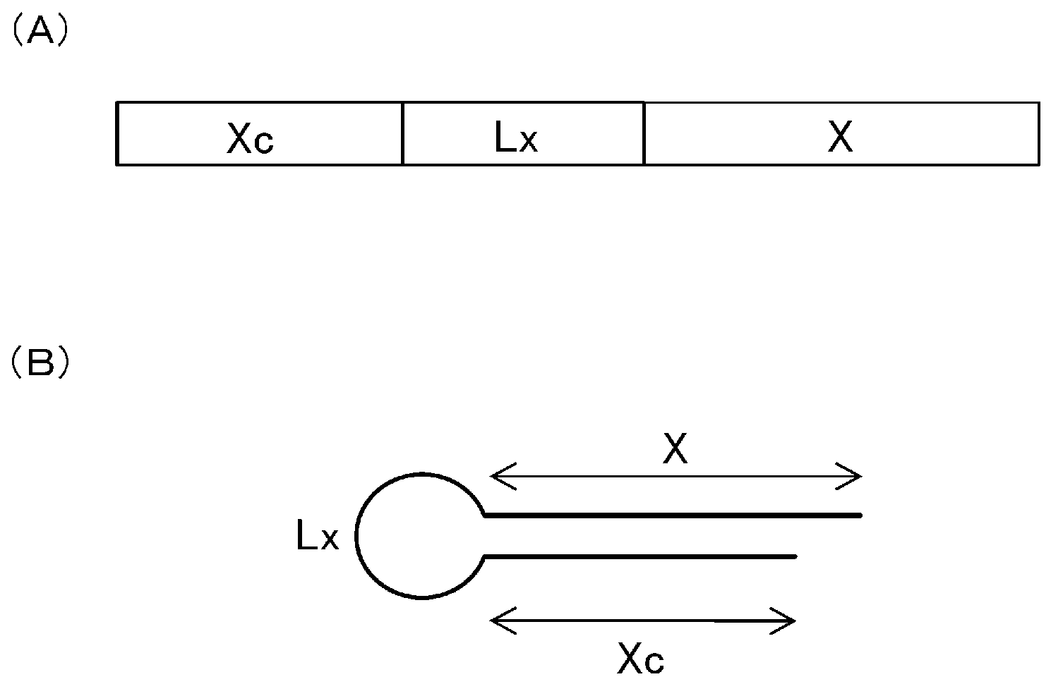 Single-stranded nucleic acid molecule having nitrogen-containing alicyclic skeleton