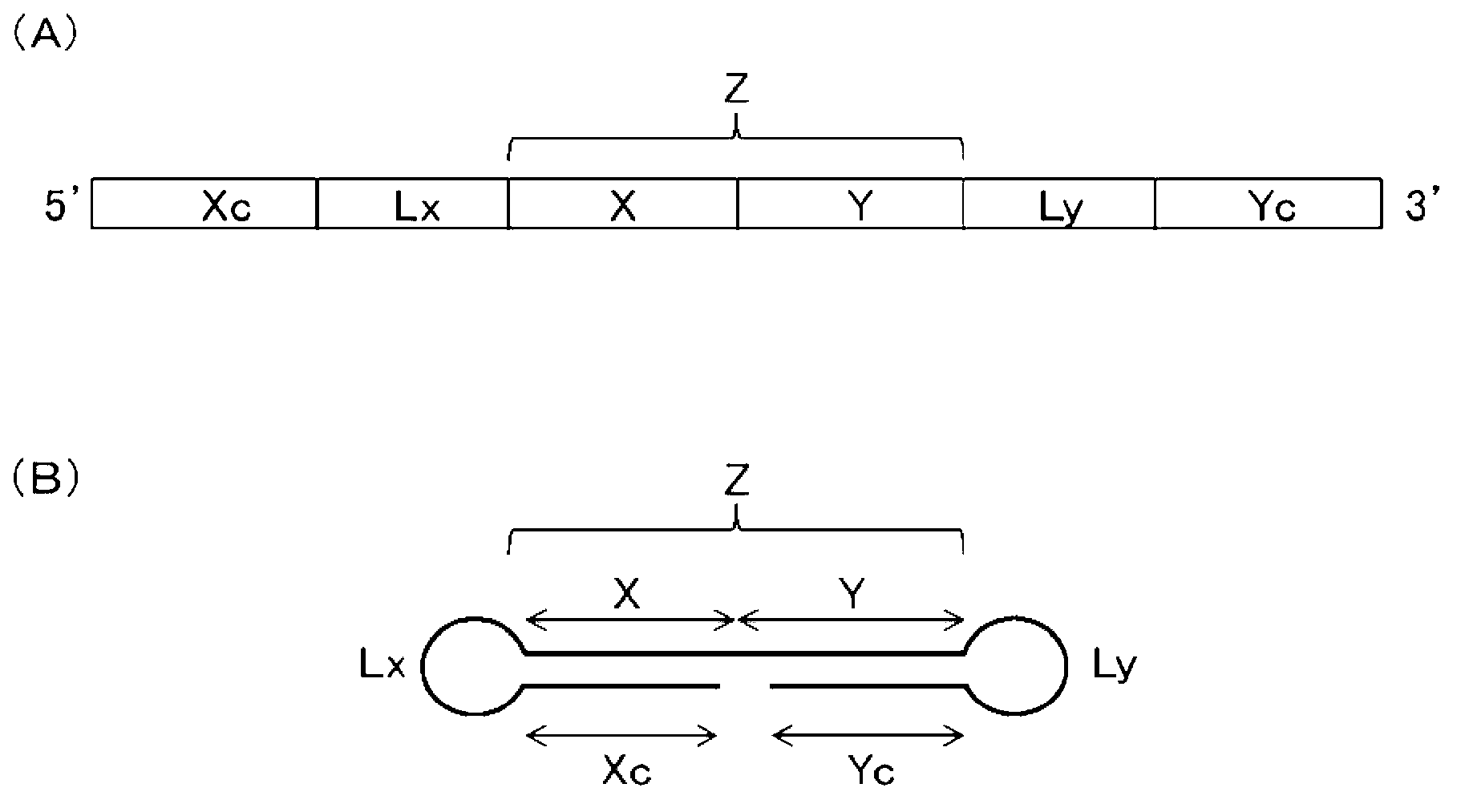 Single-stranded nucleic acid molecule having nitrogen-containing alicyclic skeleton