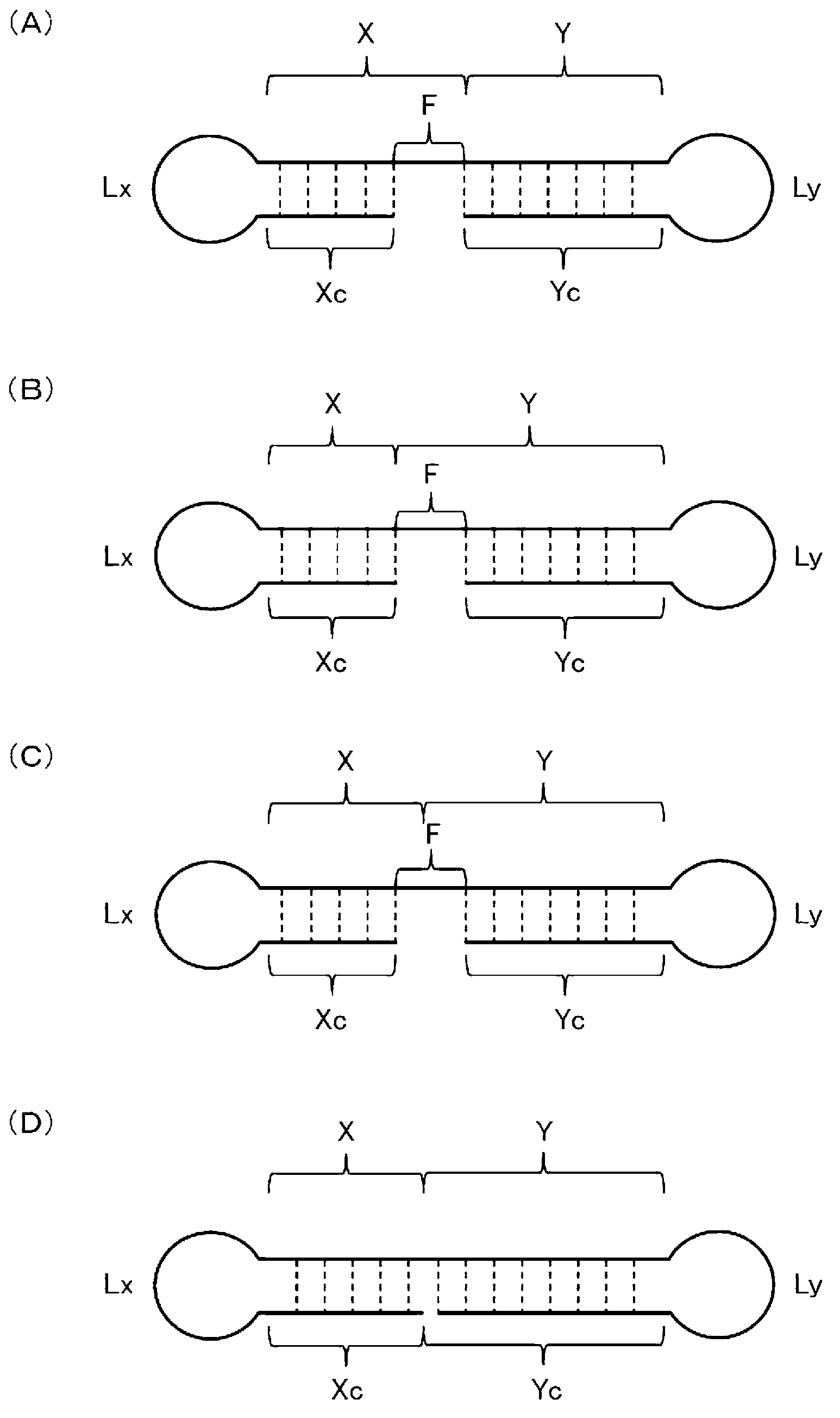 Single-stranded nucleic acid molecule having nitrogen-containing alicyclic skeleton