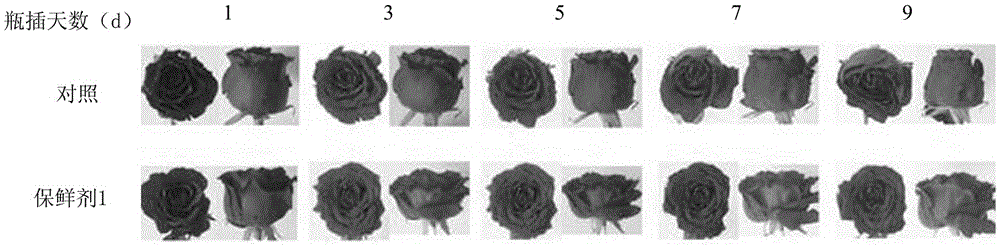 Fresh-keeping agent for cut rose flowers and its fresh-keeping application