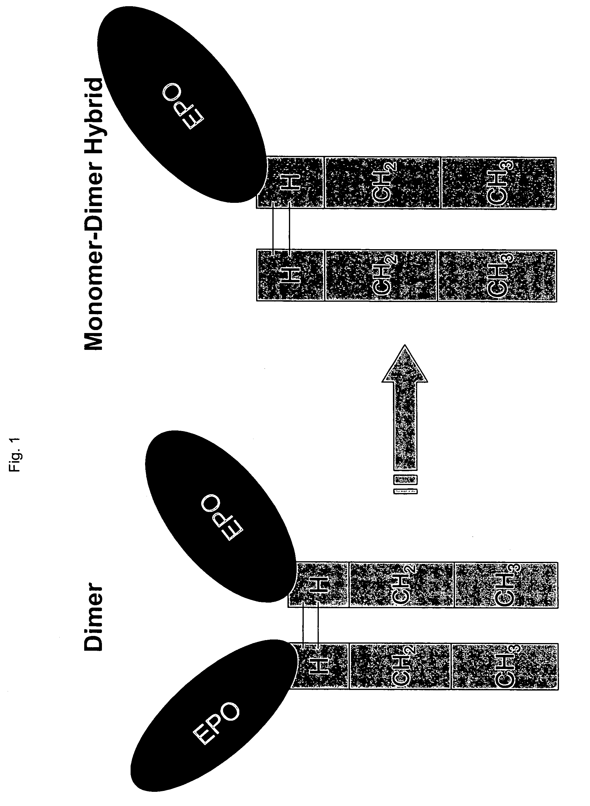 Methods for chemically synthesizing immunoglobulin chimeric proteins