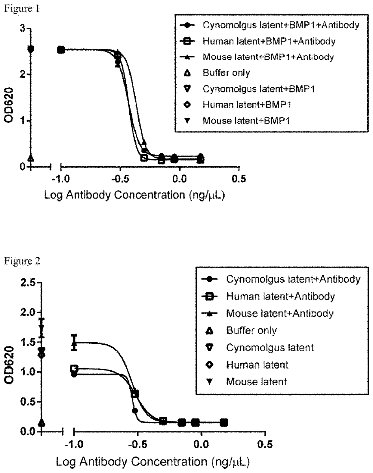 Anti-myostatin antibodies, polypeptides containing variant Fc regions, and methods of use