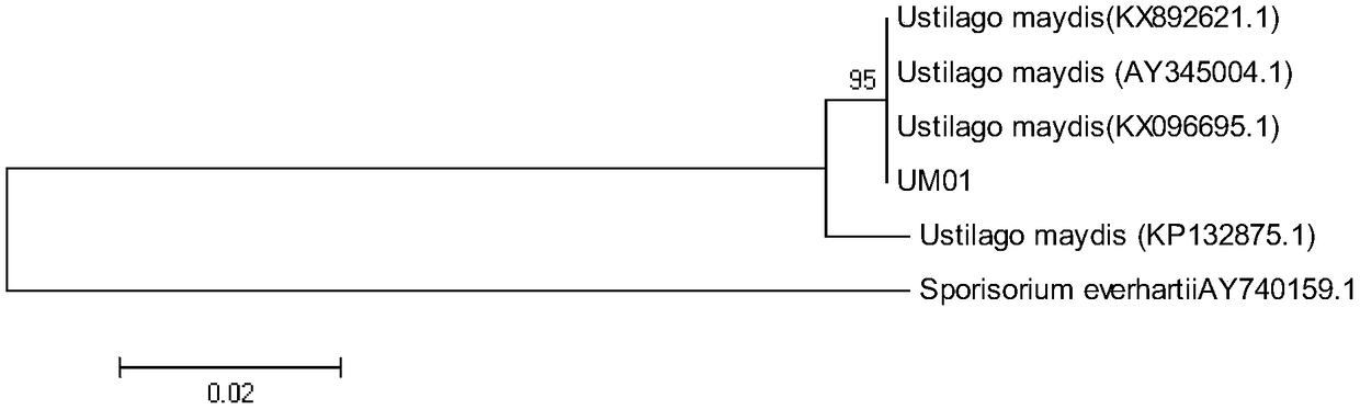 Ustilago maydis composition and application thereof