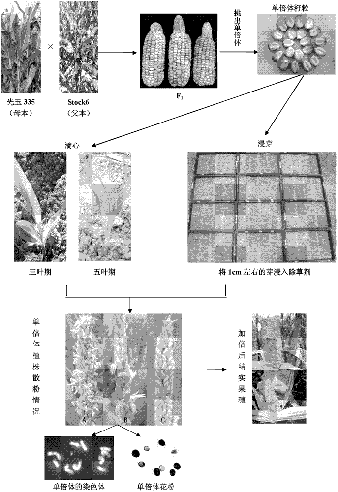 Method for doubling corn haploid by herbicide and special herbicide of method