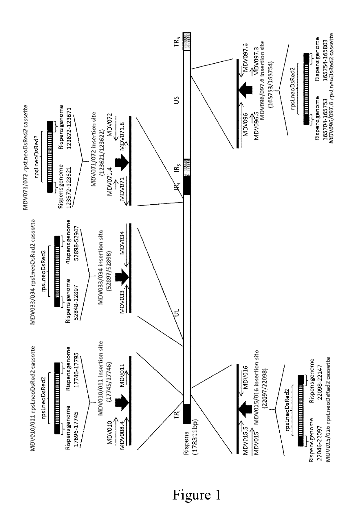 Recombinant MDV1 and the uses thereof