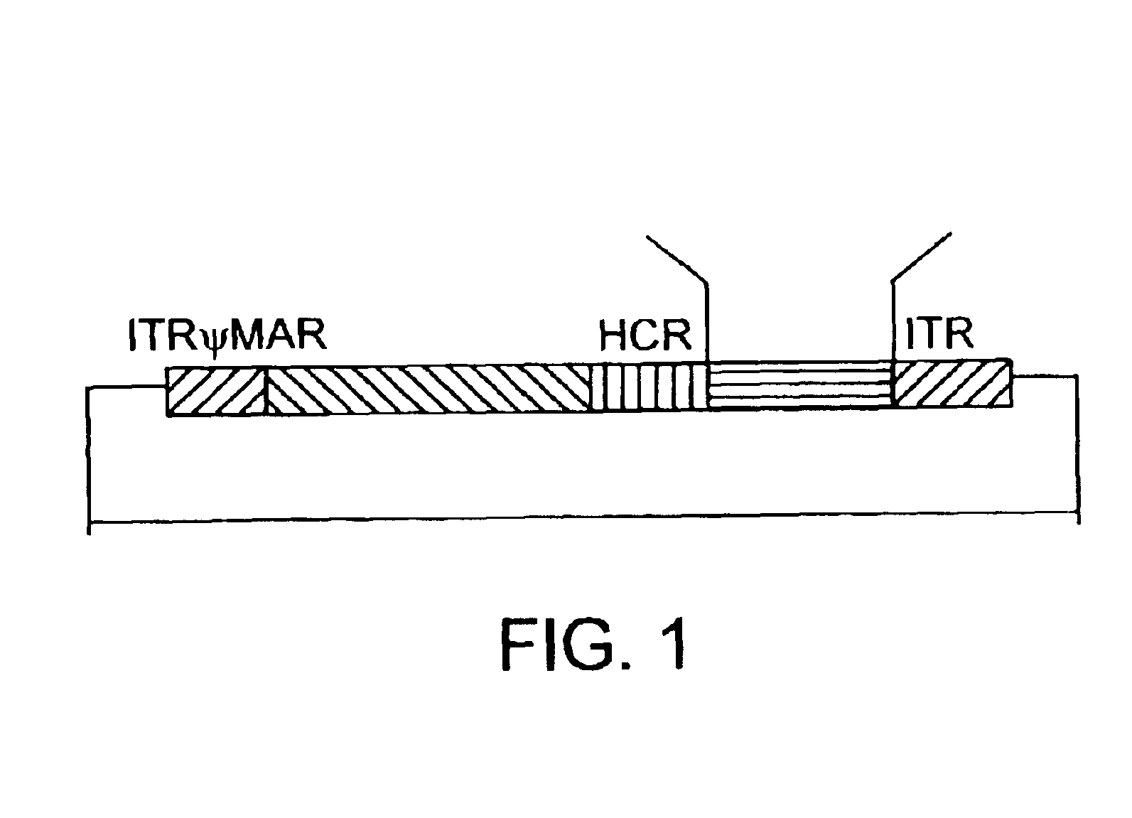 Helper dependent adenoviral vector system and methods for using the same