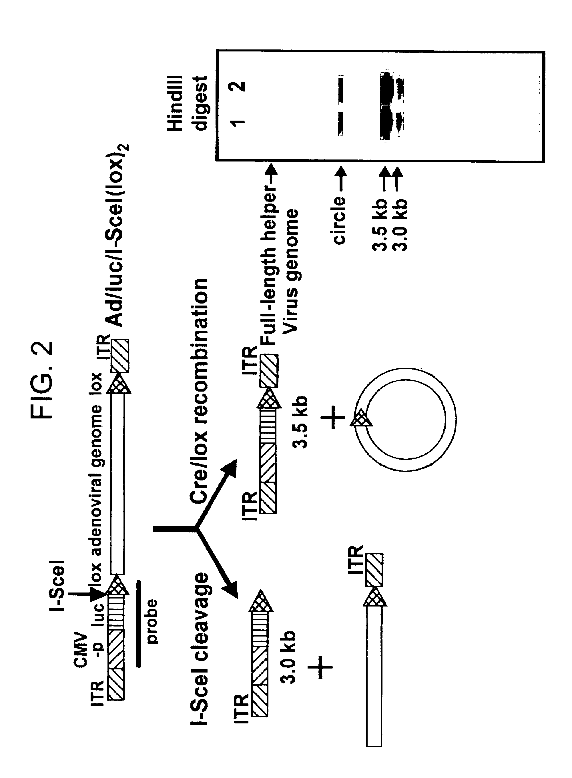 Helper dependent adenoviral vector system and methods for using the same