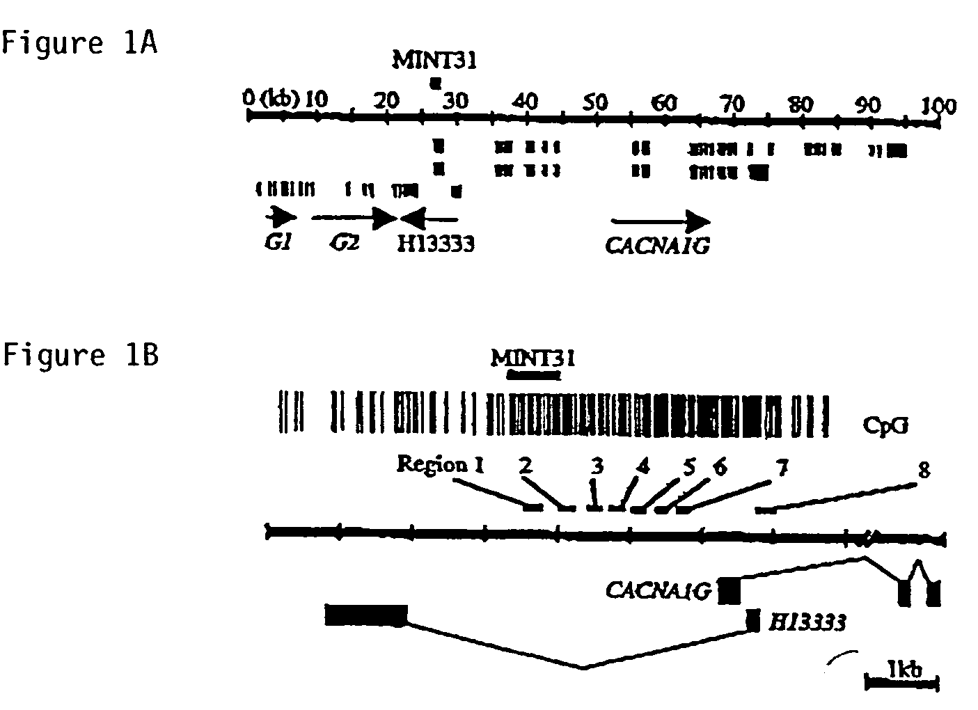 PITX2 polynucleotide, polypeptide and methods of use therefor