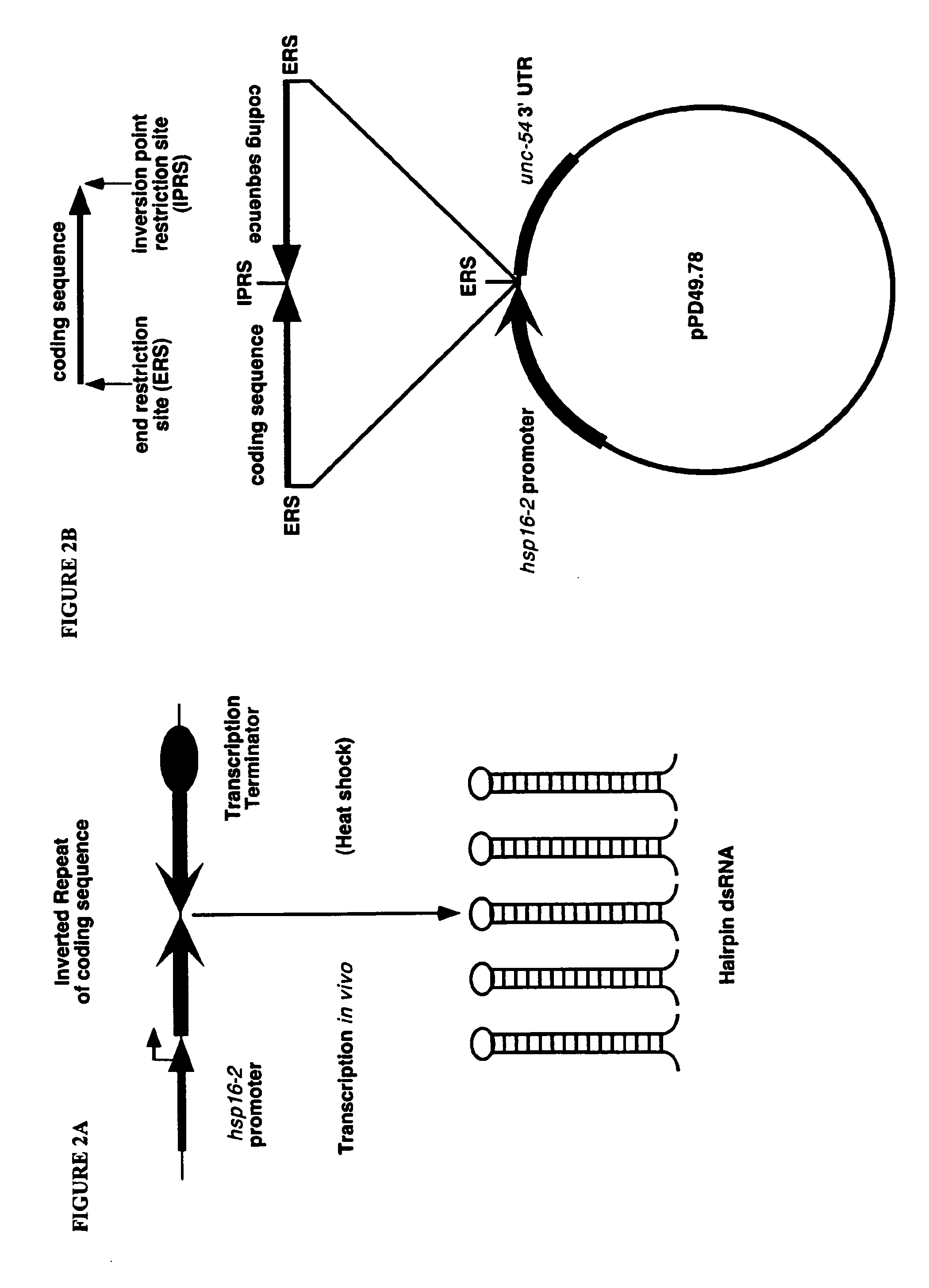 Compositions and methods for gene silencing