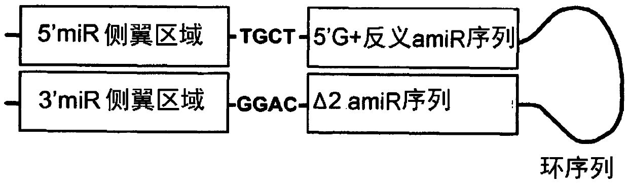 A vector and a pharmaceutical composition for reducing the expression of nkcc1 in a subject in need thereof, as well as a related therapeutic treatment method