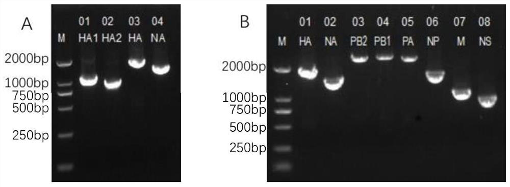 Artificially recombined h5n6 influenza virus and its preparation method and application