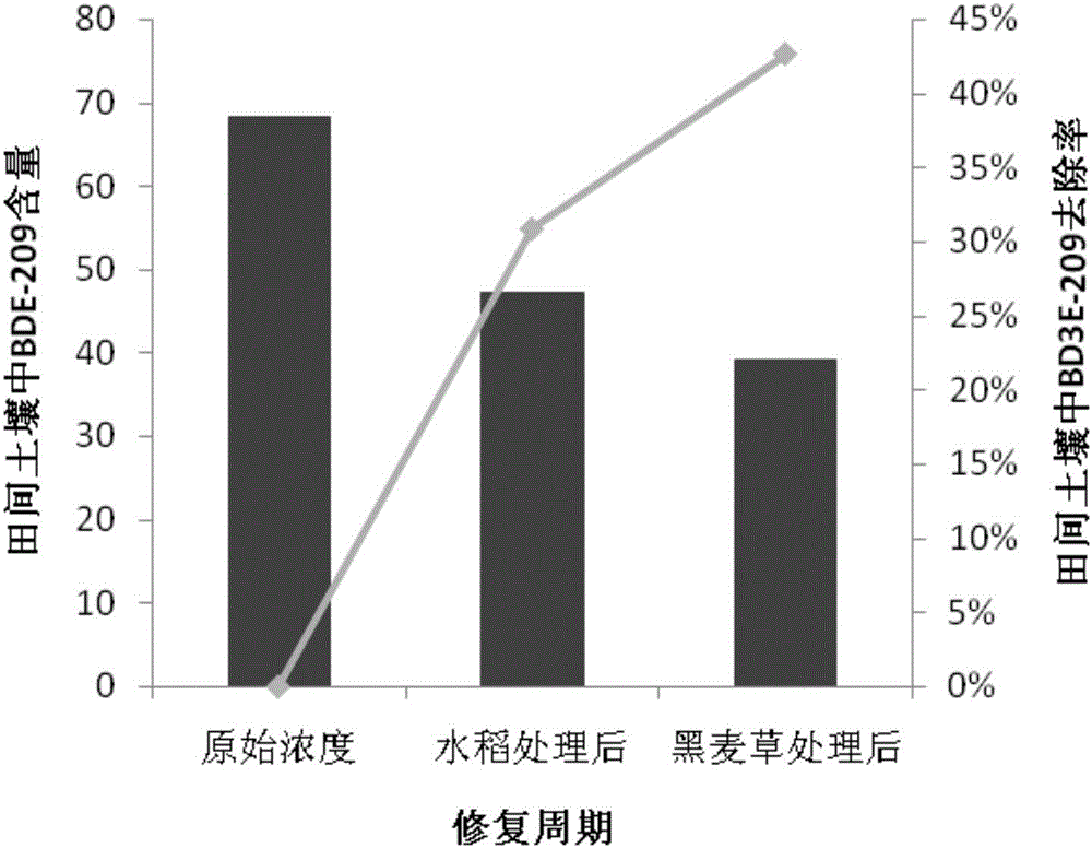 Field reinforced rhizo-remediation method for soil polluted by decabromodiphenyl oxide at circumference of electronic waste disassembling place