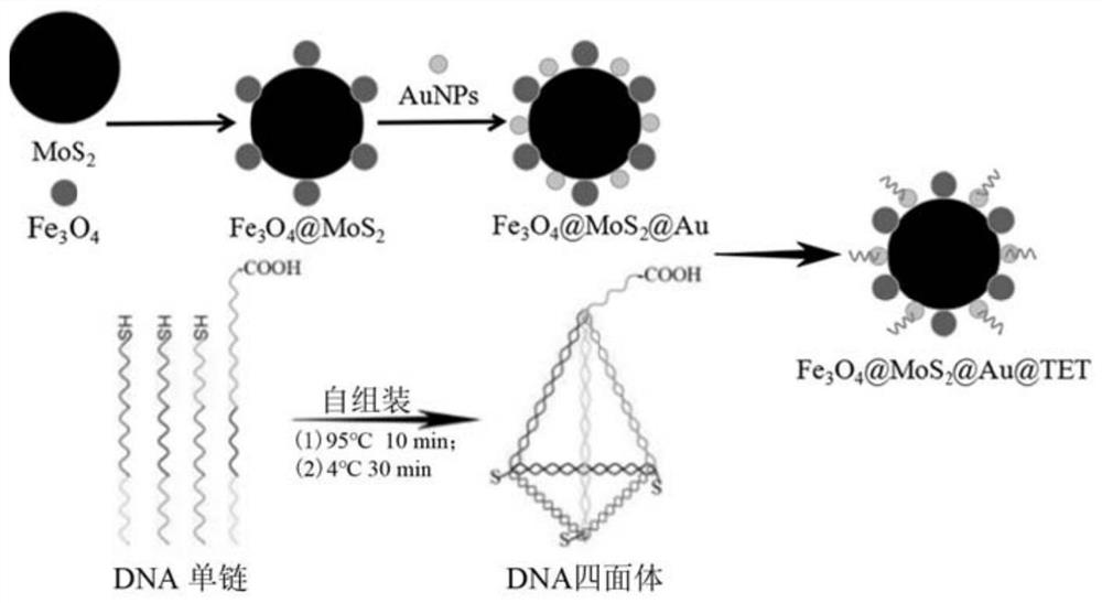 Composite magnetic nano material based on DNA tetrahedrons, preparation and application