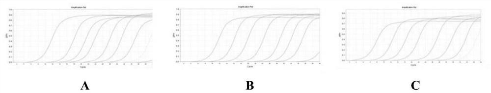 A triple fluorescent quantitative PCR detection method and kit for Rhizoctonia solani of cruciferous vegetables