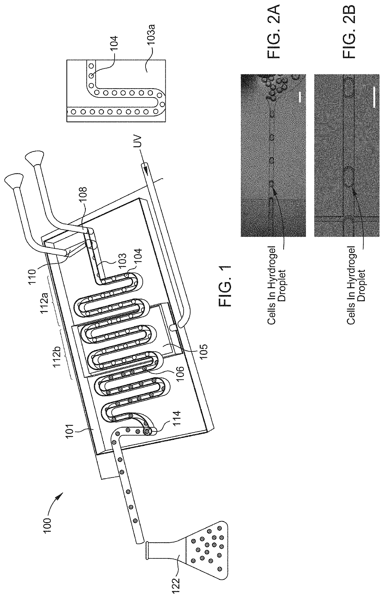 Hydrogel-encapsulated beta cells, beta-cell encapsulation process, and uses thereof