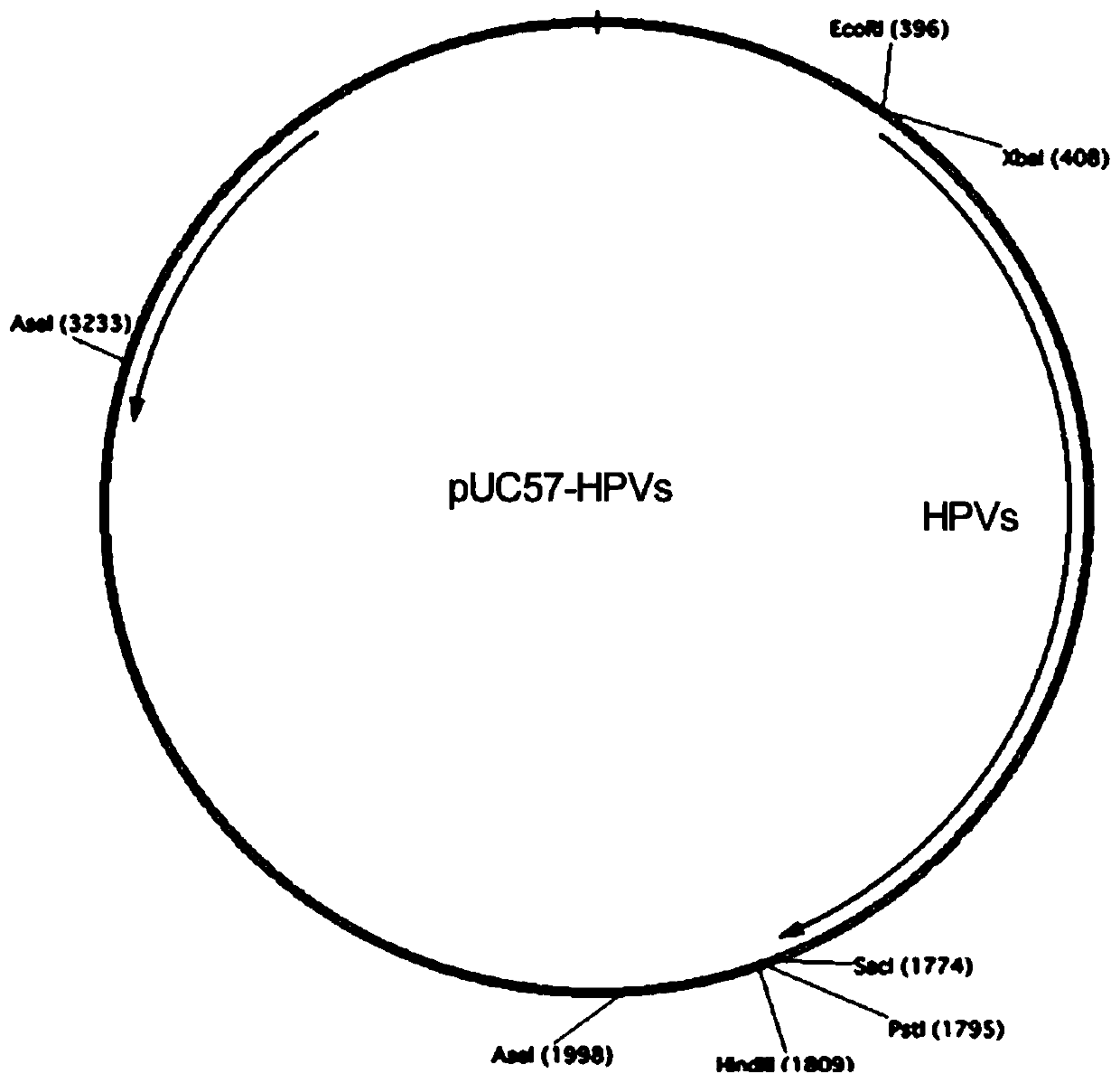 Method for expressing human papilloma virus protein or preparing human cervical cancer vaccine by utilizing lettuce as host