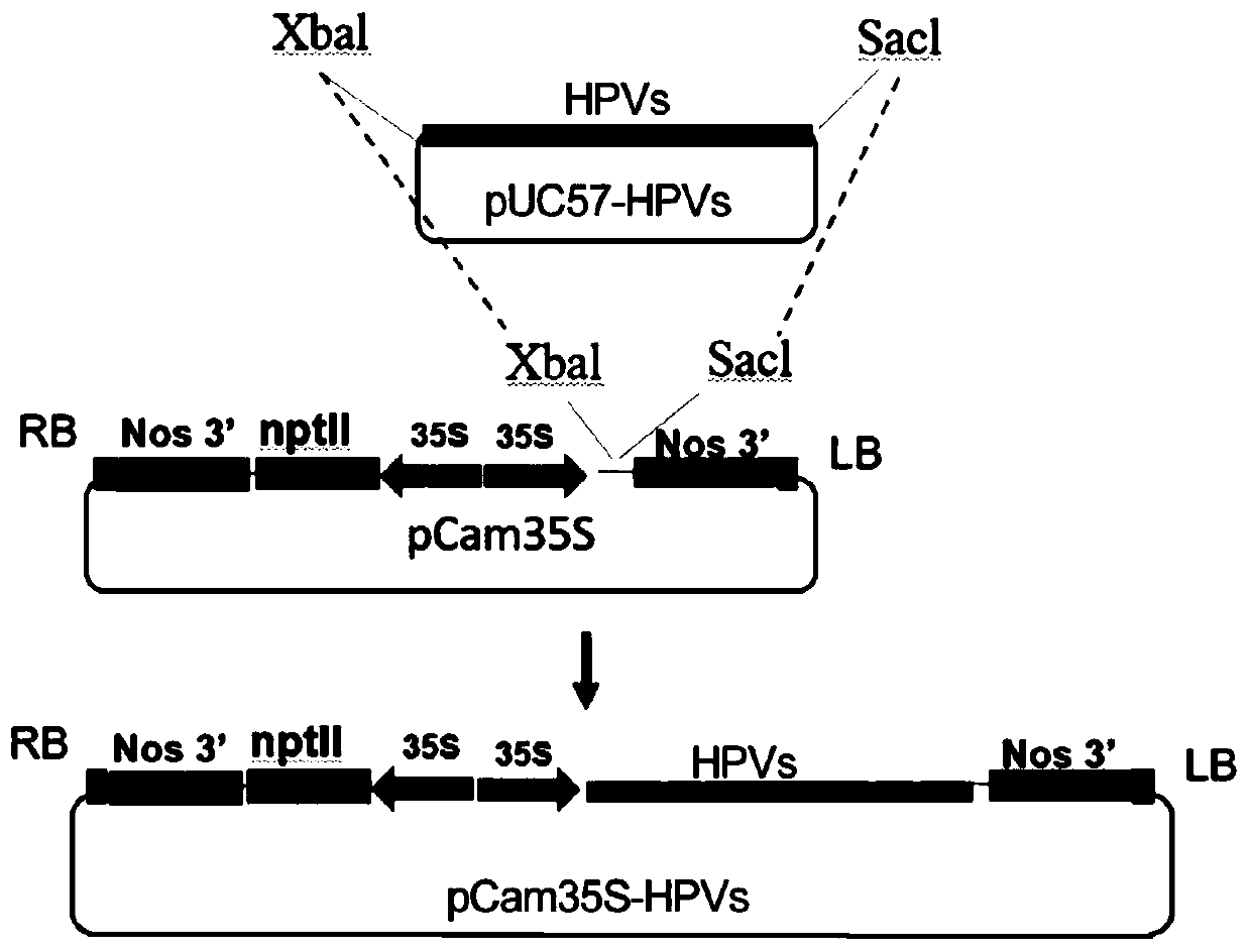 Method for expressing human papilloma virus protein or preparing human cervical cancer vaccine by utilizing lettuce as host