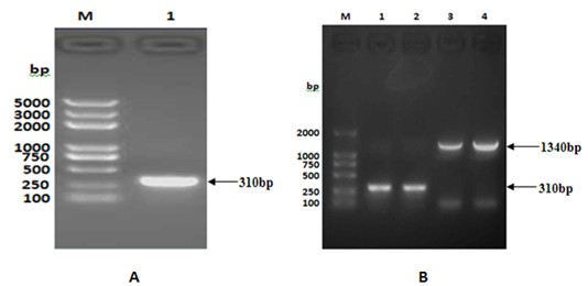 Mycobacterium tuberculosis TB10.4-F1 fusion protein vaccine and preparation method thereof