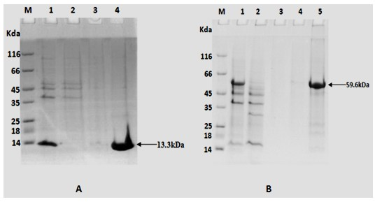 Mycobacterium tuberculosis TB10.4-F1 fusion protein vaccine and preparation method thereof