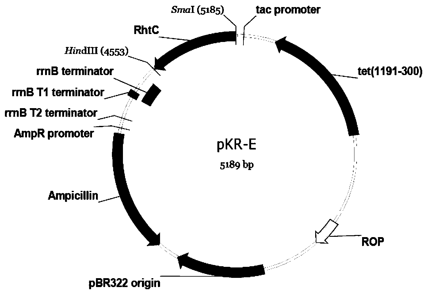 DNA (deoxyribonucleic acid) molecule, recombinant plasmid and escherichia coli