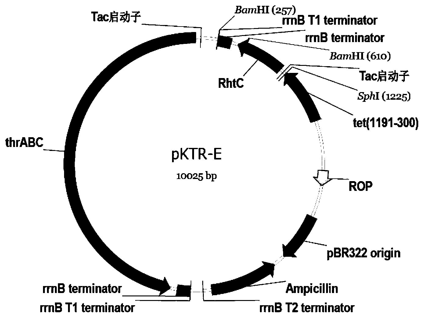 DNA (deoxyribonucleic acid) molecule, recombinant plasmid and escherichia coli