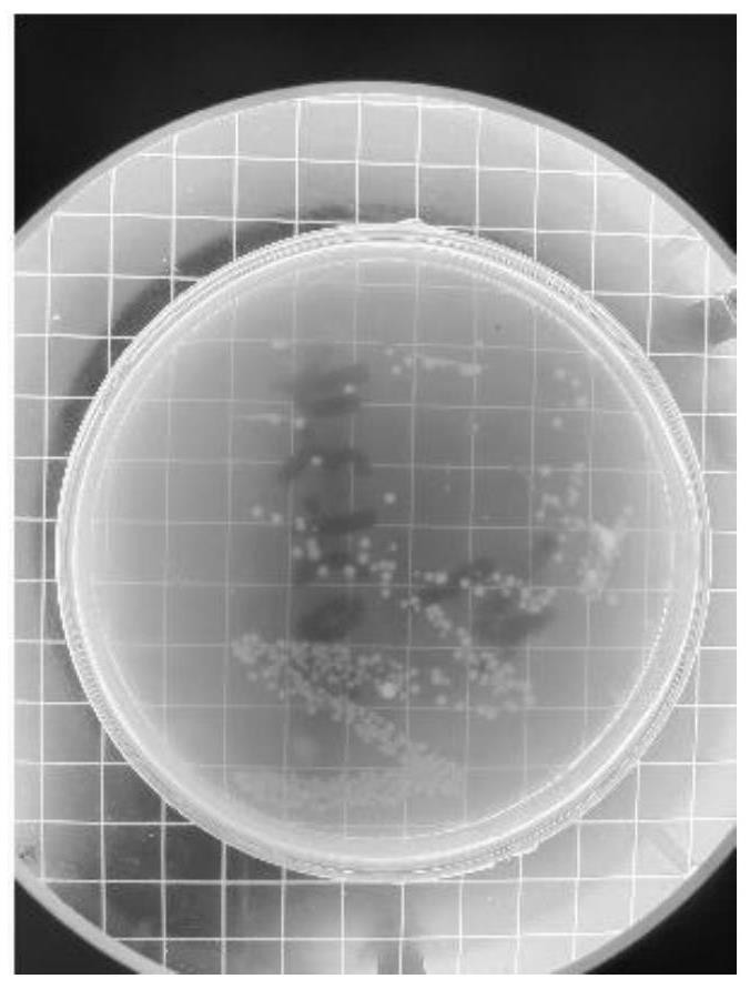 Lysobacter solani and application thereof