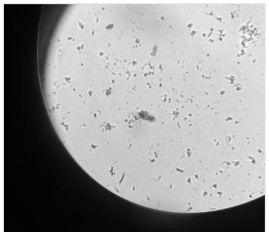 Lysobacter solani and application thereof