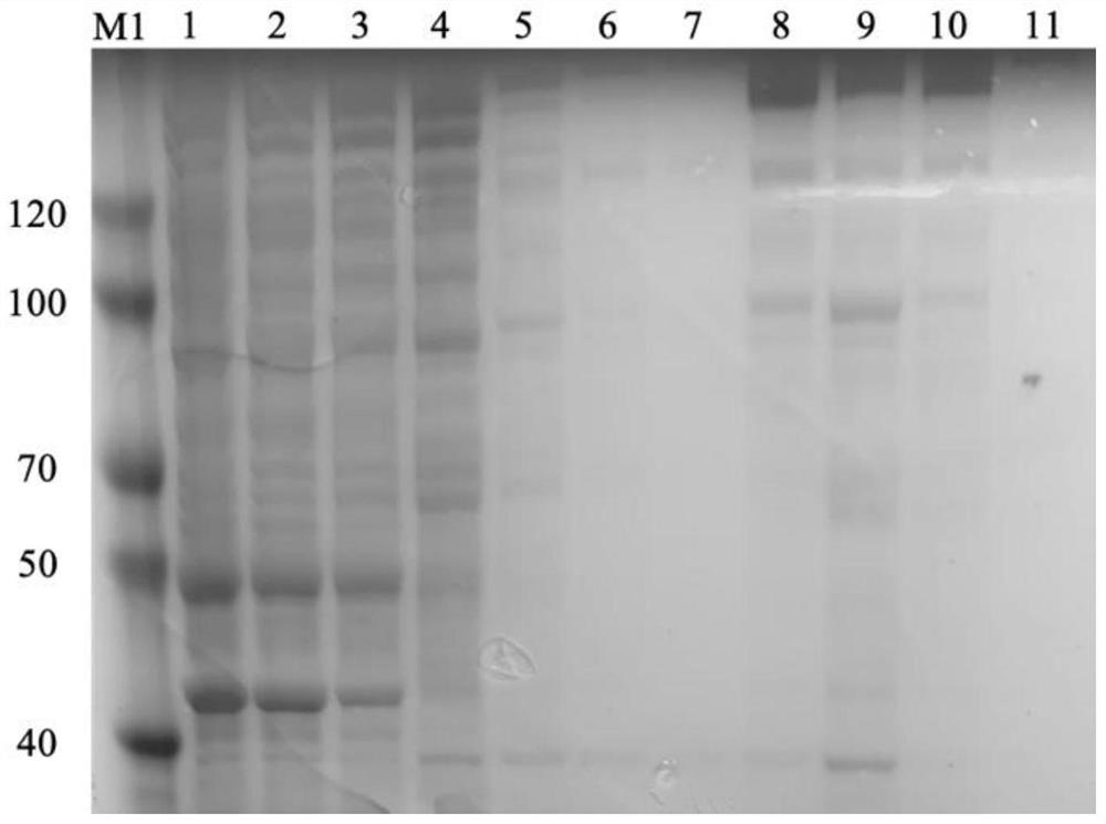 CrDNA, crRNA, kit and method for detecting plant tomato spotted wilt virus