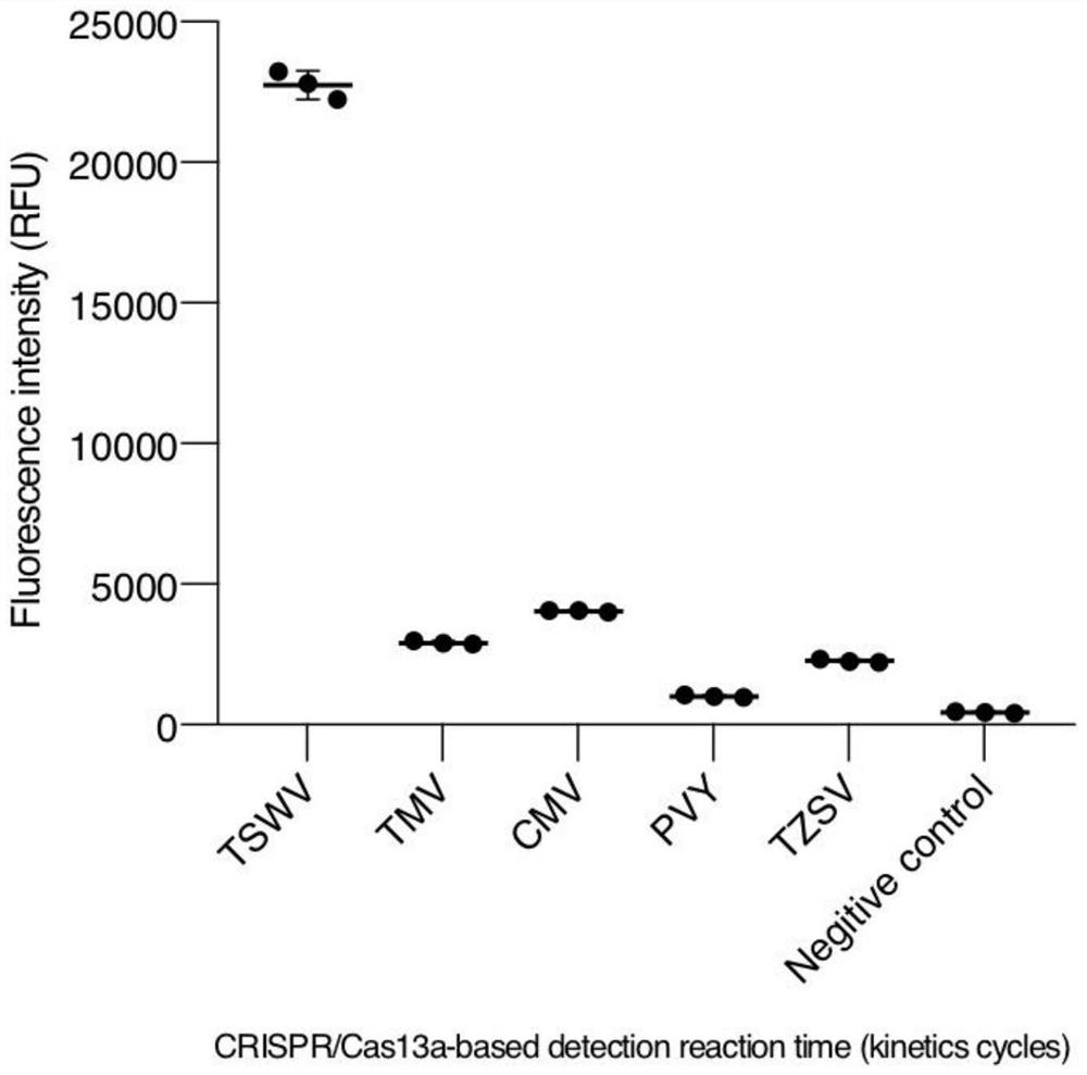 CrDNA, crRNA, kit and method for detecting plant tomato spotted wilt virus