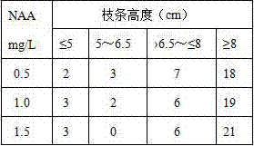 Tissue culture production method of Anoectochilus roxburghii adventitious shoots