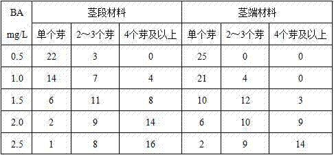 Tissue culture production method of Anoectochilus roxburghii adventitious shoots