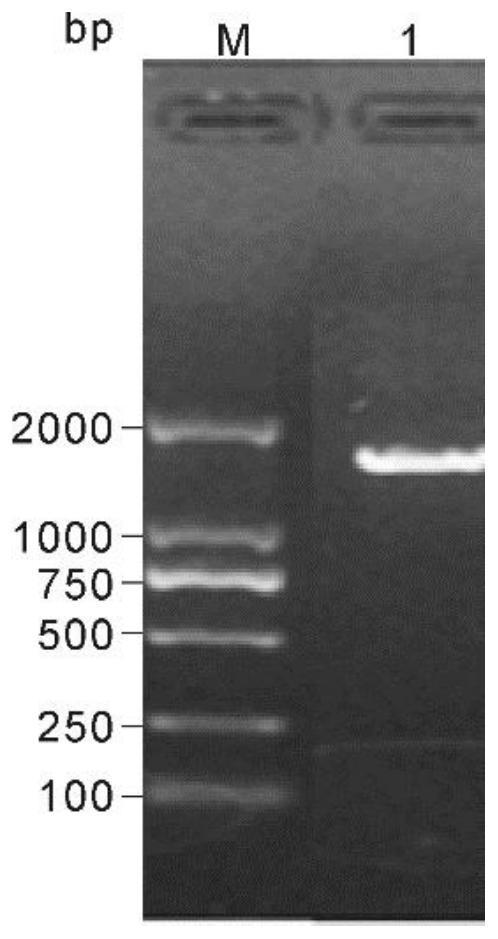 Recombinant protein as well as expression method, purification method and application thereof