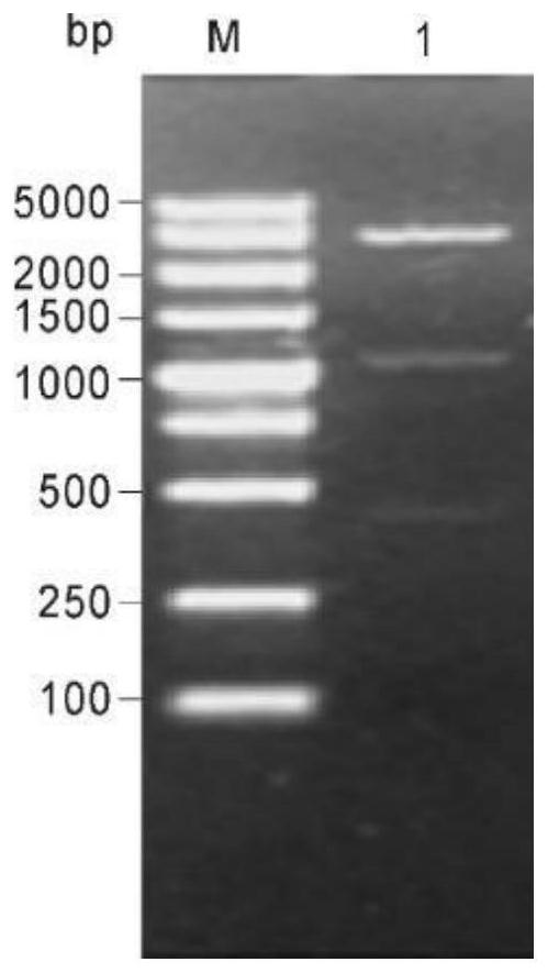 Recombinant protein as well as expression method, purification method and application thereof