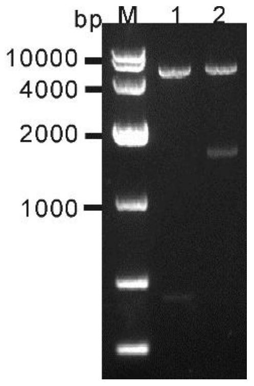 Recombinant protein as well as expression method, purification method and application thereof