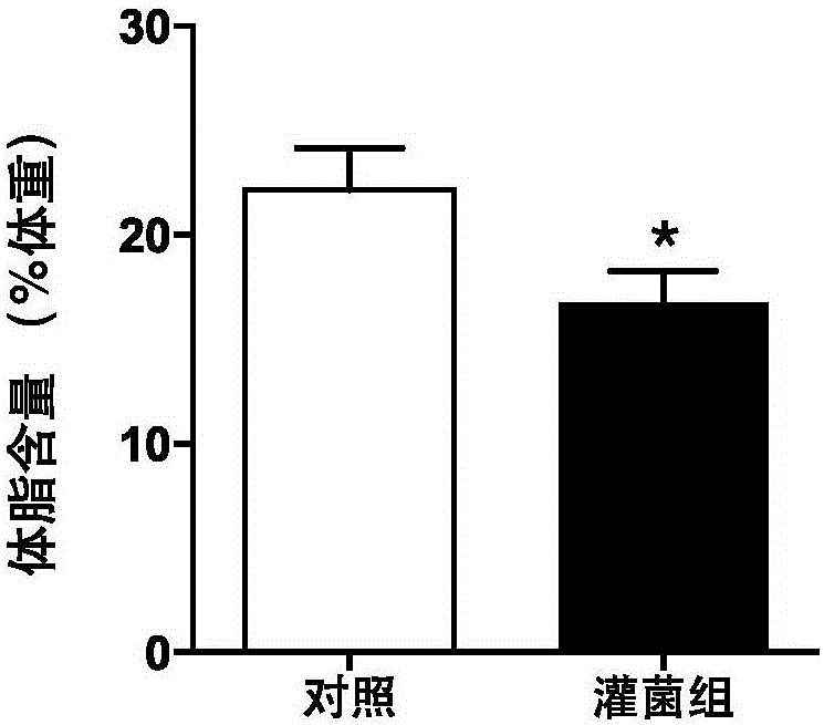Application of Bacteroides thetaiotaomicron VPI-5482 in preparation of pharmaceuticals for treating or preventing obesity