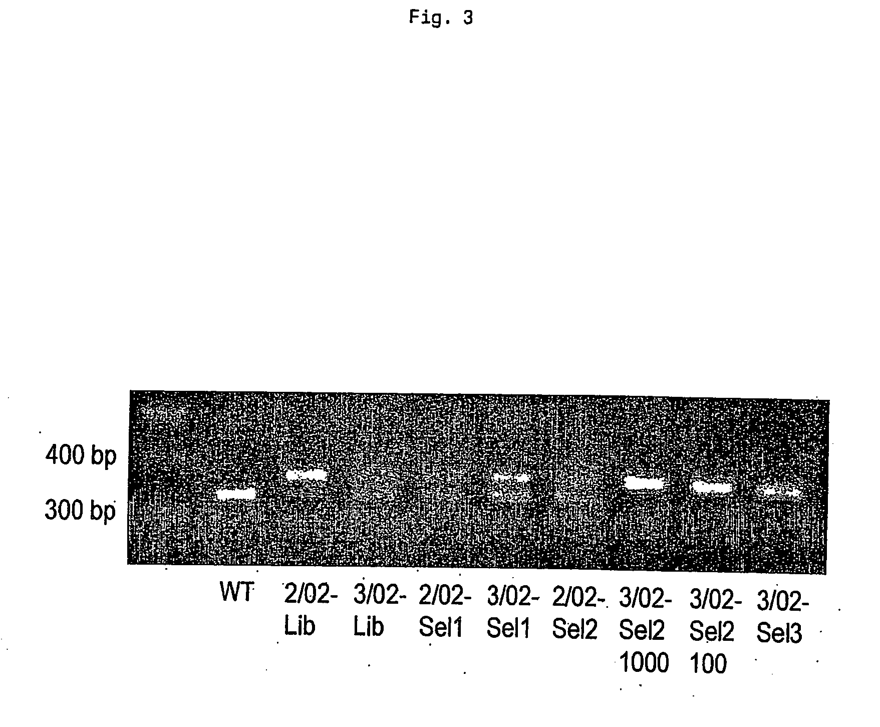 Random peptide library displayed on aav vectors