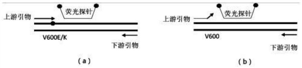 Human tumor specific BRAF mutation detection method