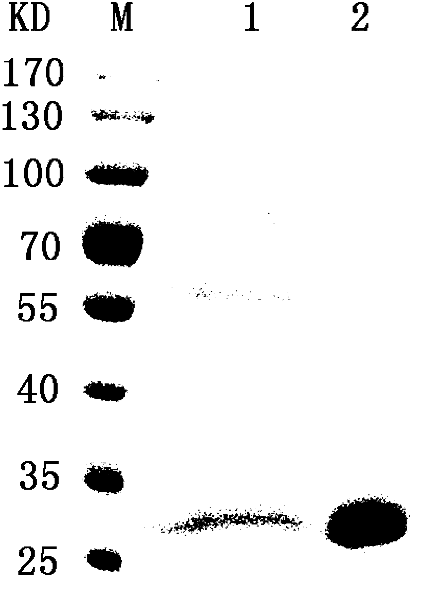 Aspergillus bacterial strain and endo-chitosan enzyme CsnW2 encoding gene, preparation method and application thereof
