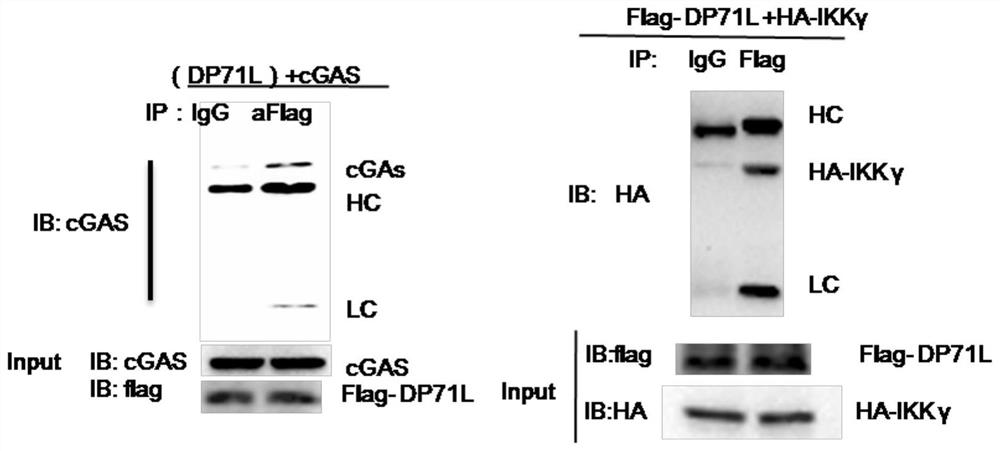 DP71L gene deleted recombinant African swine fever virus and preparation method and application thereof