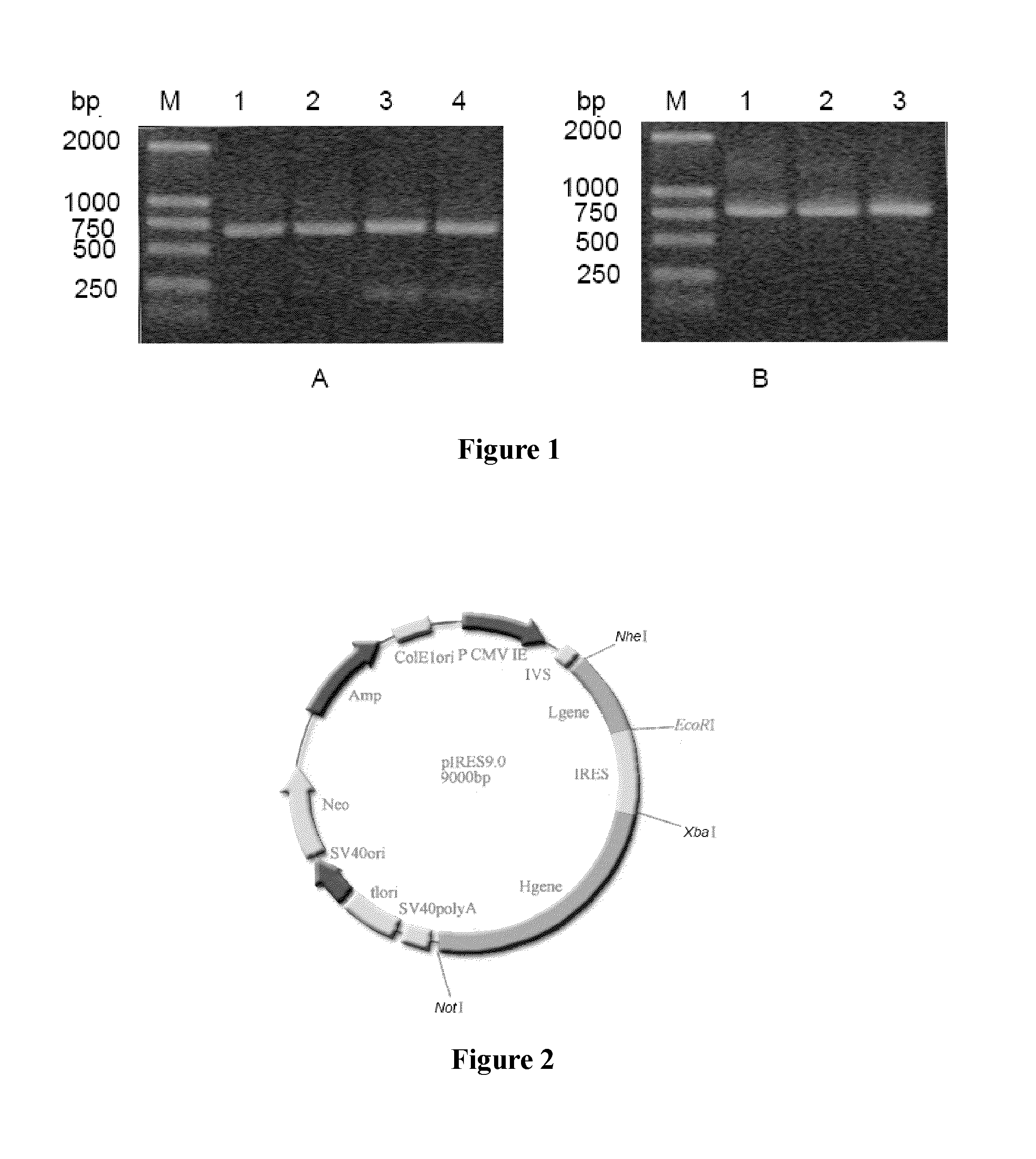 Anti-epidermal growth factor receptor antibodies and uses thereof