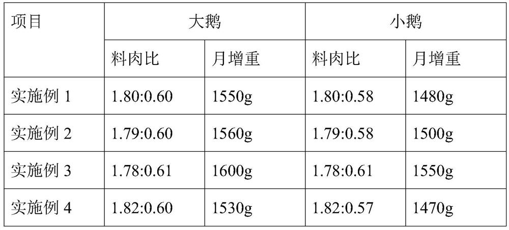 Method for raising geese in mountain camellia oleifera forest