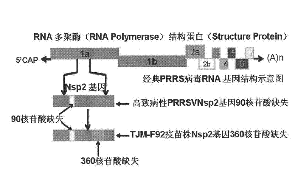 Detection reagent and detection method for PRRSV