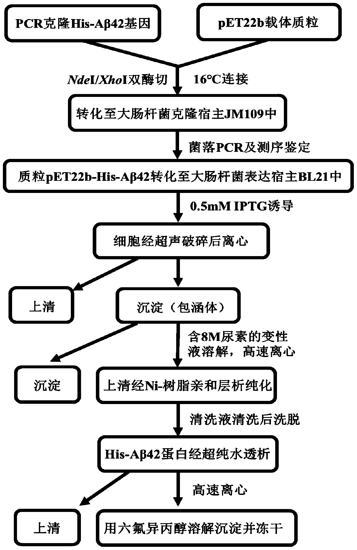 A[beta]42-modified protein with function of resisting protein aggregation and expression and purification methods thereof